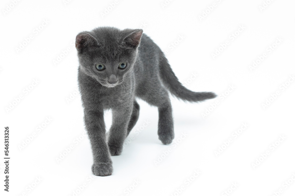 close up Thai Korat kitten or a little blue cat walk gently on white background