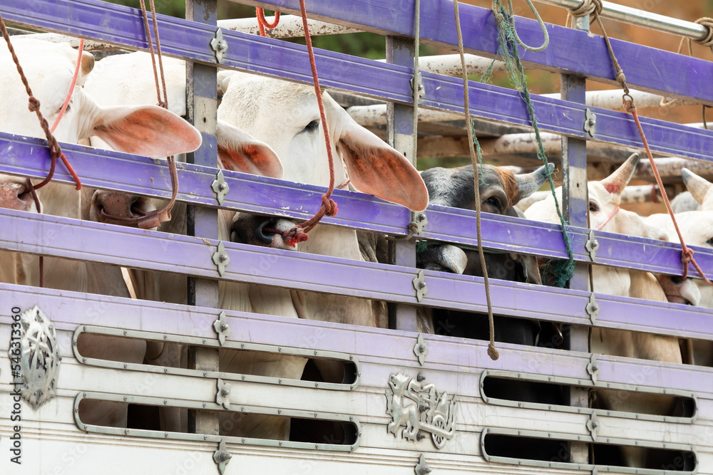 cattle during transport on a large truck in Thailand