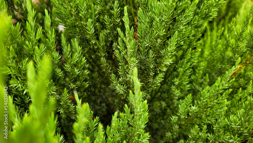 green christmas pine,beautiful christmas pine,pine without christmas decoration, christmas tree without decoration