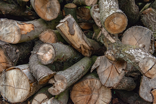 Wood pile of logs showing end grain and splitting photo