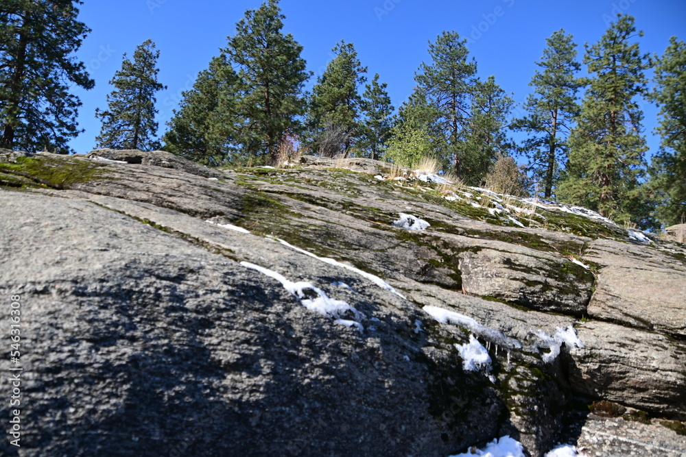 Obraz premium trees in snow covered rocks