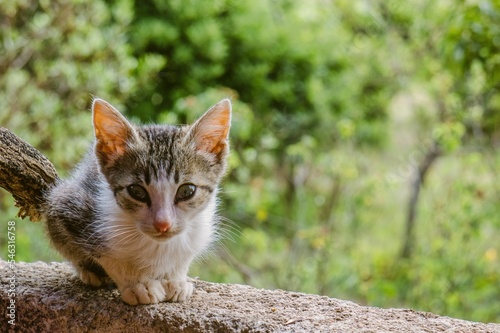 Closeup shot of a Ceylon cat sitting on a tree trunk with a blurred background