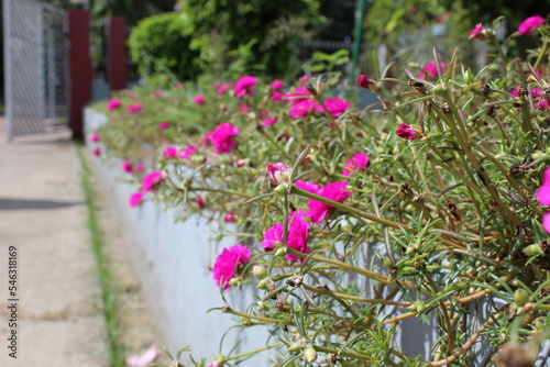 Wallpaper Mural flowers bud in the garden in summer Torontodigital.ca