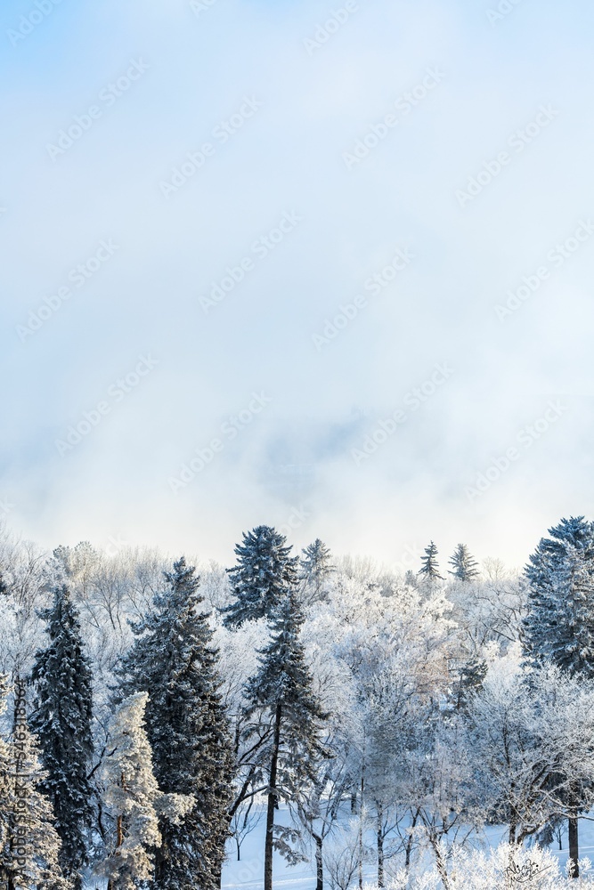 Vertical shot of snowy and evergreen trees in the forest under blue sky in winter