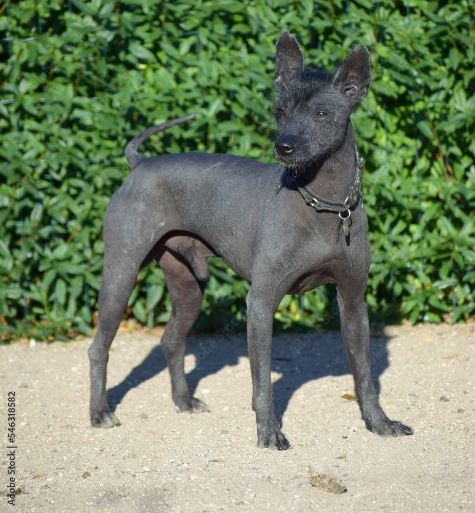 Black top mexican dog