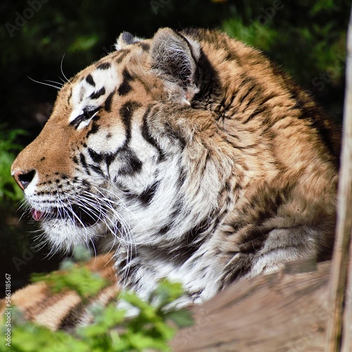 Fototapeta Naklejka Na Ścianę i Meble -  Close-up shot of a tiger in the Odense Zoo, Denmark