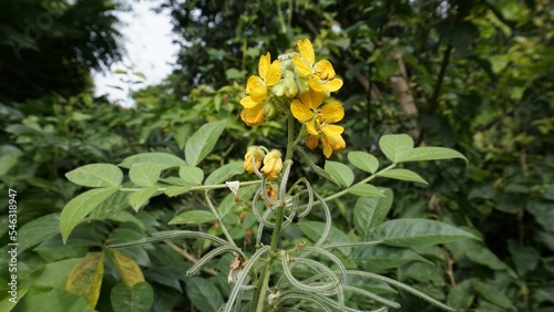 Beautiful yellow flowers of Senna hirsuta also known as Woolly or Hairy senna photo