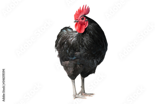 Isolated Black Australorp on white background. Six months old.