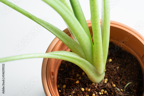 Alocasia Micholitziana plant close up on the petiole and stem in the orange plastic pot with cocopeat medium.