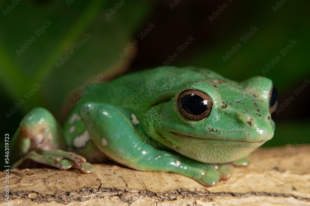 seated Chinese flying frog. (Racophora dennisi). seated Chinese flying frog. (Racophora dennisi).