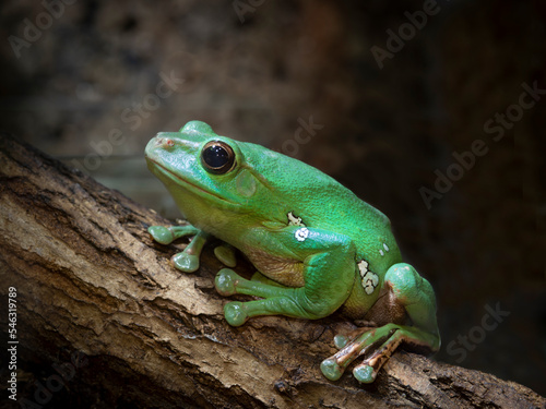 perched on a tree (Racophora dennisi). Chinese flying frog. Also known as Blanford's whipping frog.