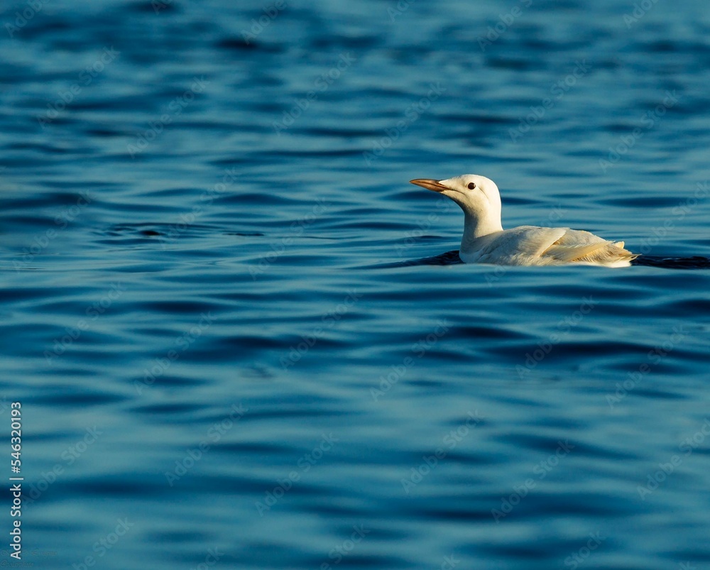 Side shot of a sunlit Slender-billed gull swimming in the blue water waves blurred background Side shot of a sunlit Slender-billed gull swimming in the blue water waves blurred background