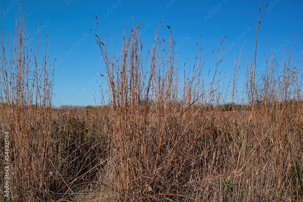 Fototapeta premium A stand of big bluestem in the autumn sun. It is a species of tall grass native to the Great Plains and grassland regions of central and eastern USA. It is also known as blue joint or turkey foot.