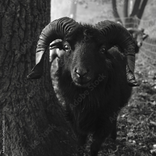 Grayscale closeup of a Hebridean sheep in front of a wooden tree in a forest photo