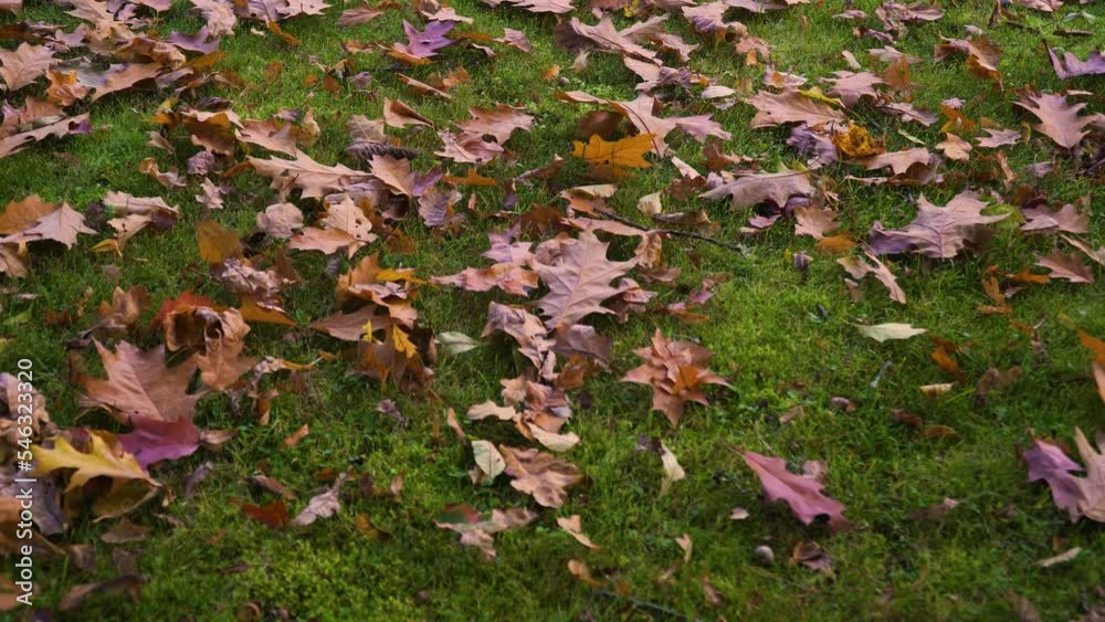 Fallen autumn leaves on the lawn during the daytime Fallen autumn leaves on the lawn during the daytime