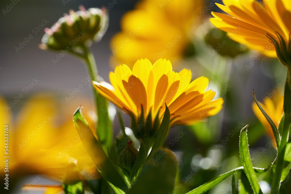 Fresh blooming calendula or pot marigold growing outdoors Fresh blooming calendula or pot marigold growing outdoors