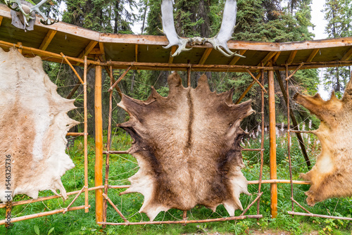 Tanned animal hides stretched on a rack photo