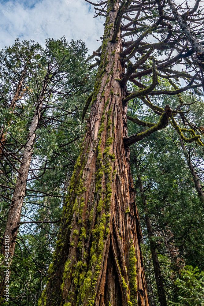 Fototapeta premium Giant redwoods of John Muir Woods park