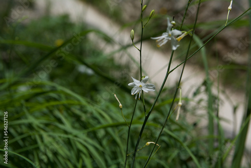 flowers in the grass Berchtesgadener Land, Germany