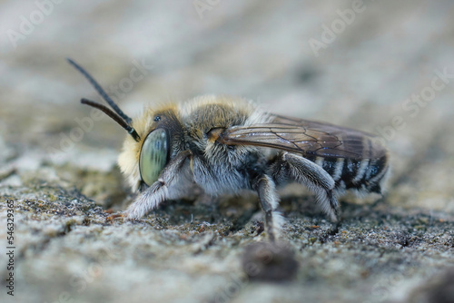 Detailed closeup of a cute male of the alfalfa leafcutting bee, Mehachile rotundata sitting on wood