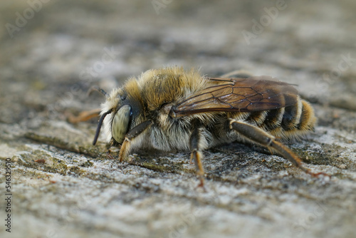 Closeup of a brown hairy male of the Mediterranean wood-boring bee, Lithurgus Chrysurus © Henk