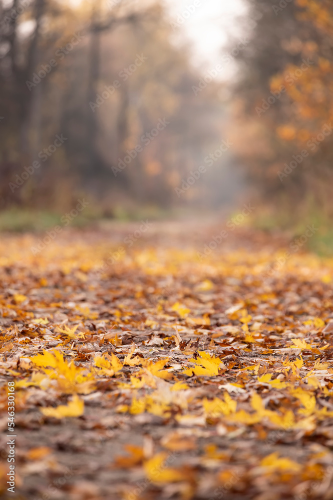 autumn forest with fallen leaves on the path. Very shallow depth of field on maple leaves on the ground as an artistic effect and blurred background of colorful trees