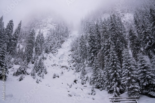 Low-angle view of a beautiful forest during winter