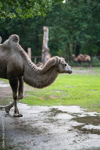 Closeup of a rare white camel walking against the trees in a zoo, a vertical shot