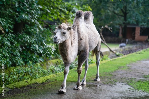 Closeup of a rare white camel walking against the trees in a zoo