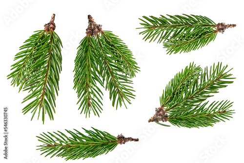 Fir branch isolated png transparent. christmas tree. Christmas green spruce branch. green fir tree branch. Object for christmas card, packaging, banner, calendar.