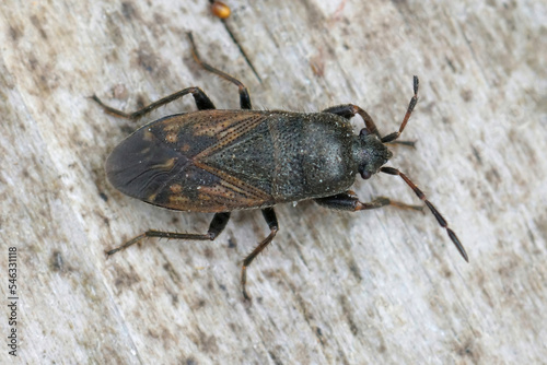Closeup on a brown groundbug, Megalonotus chiragra sitting on wood