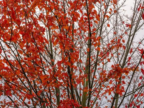 Amur Maple tree in full colour at Arley Hall, Arley, Cheshire. UK photo