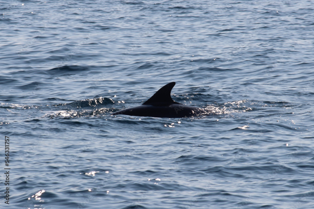 Fototapeta premium Delfin