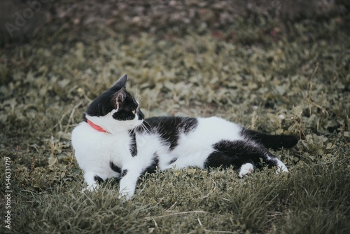 Cute black and white cat lying on the grass and attentively looking around