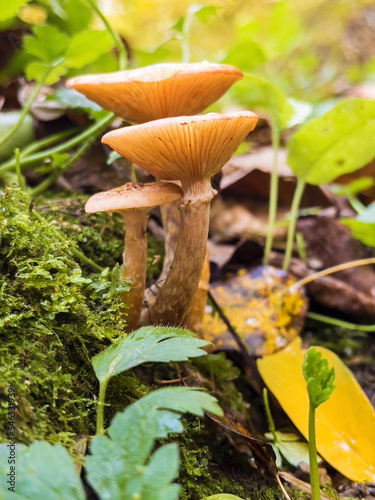 Forest mushrooms in the autumn nature 