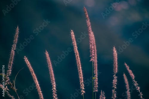 Closeup of Pennisetum pedicellatum in a field with a blurry background photo