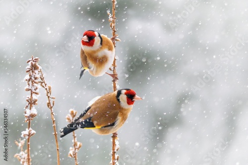 Papier peint Beautiful winter scenery with European Finch birds perched on the branch within