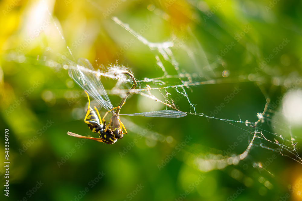 A wasp is killing a damselfly A wasp is killing a damselfly