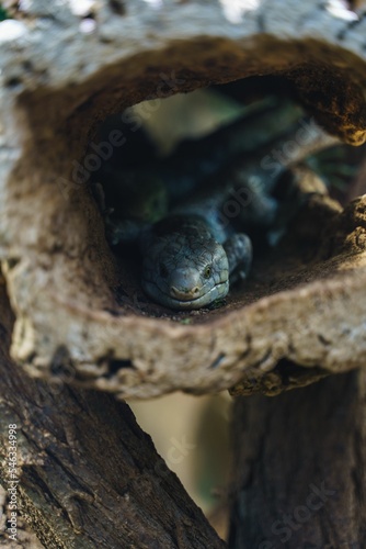 Vertical shot of a Prehensile-tailed skink (Corucia zebrata) hiding in an empty tree trunk in a zoo