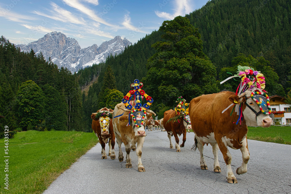 Almabtrieb in Österreich mit bunt geschmückten Rindern - obrazy, fototapety, plakaty 