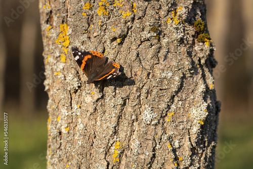 Butterfly enjoying sun on late autumn. Red Admiral (Vanessa atalanta). 