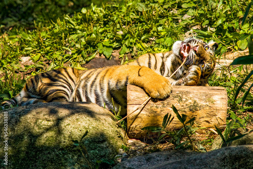 Sumatra Tiger - Wildkatze