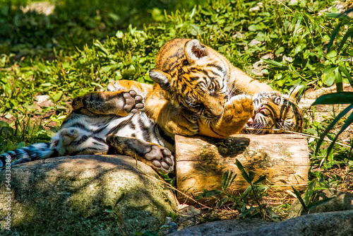 Sumatra Tiger - Wildkatze © Harald Tedesco