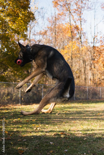 shepherd dog playing fetch