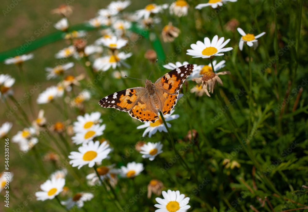 A beautiful butterfly flying over flowers, close up butterfly photo. A beautiful butterfly flying over flowers, close up butterfly photo.