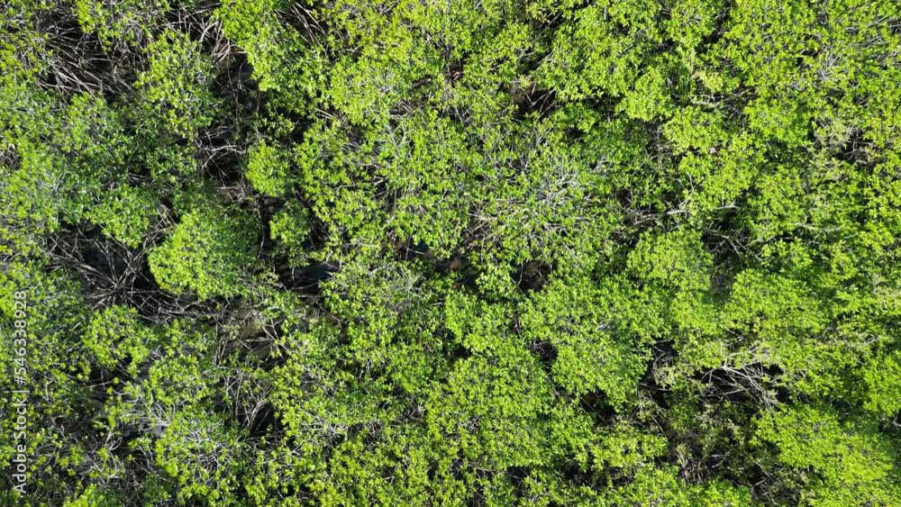 Close up aerial view of mangrove trees, then the drone flies straight up revealing the mangrove swamp or mangrove forest. Close up aerial view of mangrove trees, then the drone flies straight up revealing the mangrove swamp or mangrove forest.