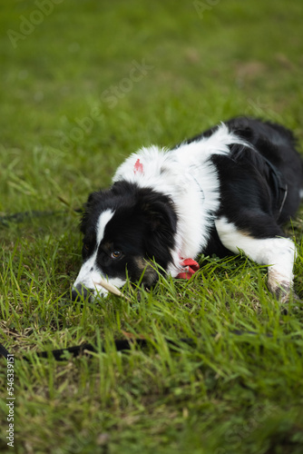 dog with bandana, border collie © Brittany