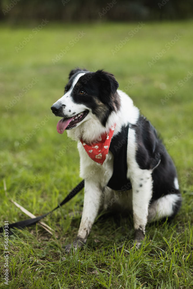 dog with bandana, border collie