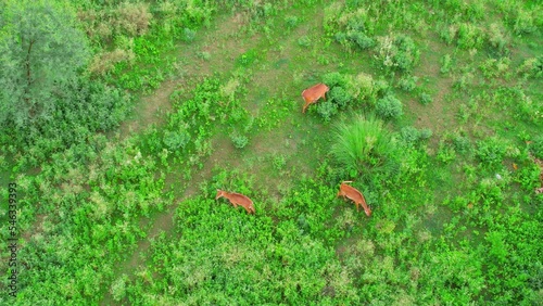 Panning aerial drone shot of brown deer standing in the middle of green feild with small bushes shot in gurgaon delhi india showing wildlife on the outskirts of Indian cities photo