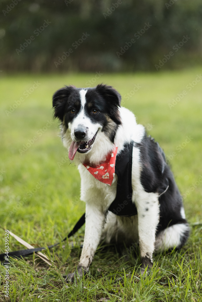 dog with bandana, border collie